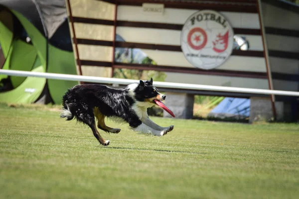 Cane Esecuzione Con Frisbee Sulla Concorrenza Frisbee Quando Cane Vuole — Foto Stock