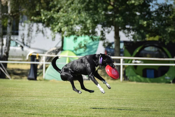 Pies Biega Frisbee Konkursie Frisbee Kiedy Pies Czegoś Chce Może — Zdjęcie stockowe