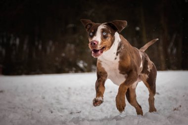 Catahoula Leopar Köpeği 'nin fotoğrafı. Konopiste 'deki üçüncü fotoğraf atölyemden. İnanılmaz bir deneyimdi. Kardaki köpekleri severim..