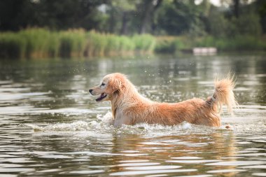 Beyaz köpek suda koşuyor. Sonbahar fotoğraf atölyesiydi..