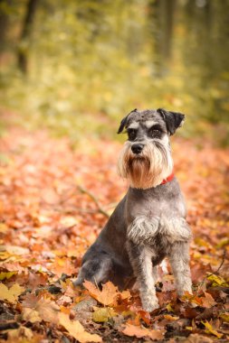 İnanılmaz bir geçmişi olan Schnauzer 'in portresi. Prag 'da şaşırtıcı sonbahar atmosferi.