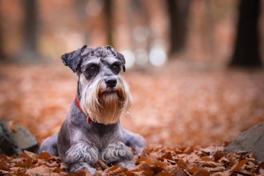 Schnauzer doğada yapraklarla birlikte yatıyor. Çok tatlı bir köpek..