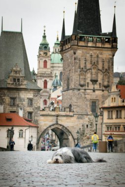 Sakallı çoban köpeği köprüde yatıyor. Prag 'ın merkezindeydi. Çok sabırlı bir model..