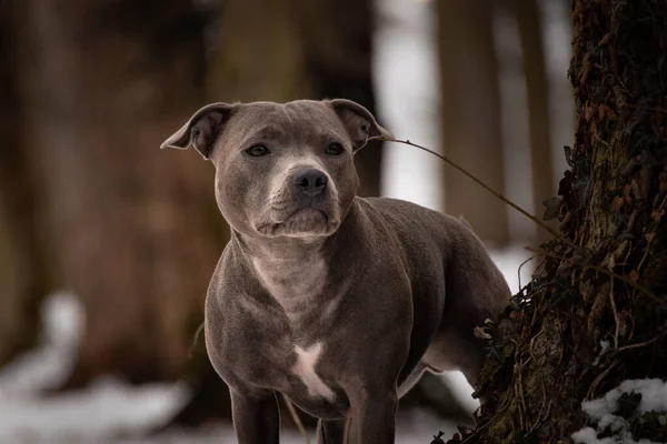 Potrait Van Staffordshire Bull Terrier Onder Pijnboom Foto Van Mijn — Stockfoto