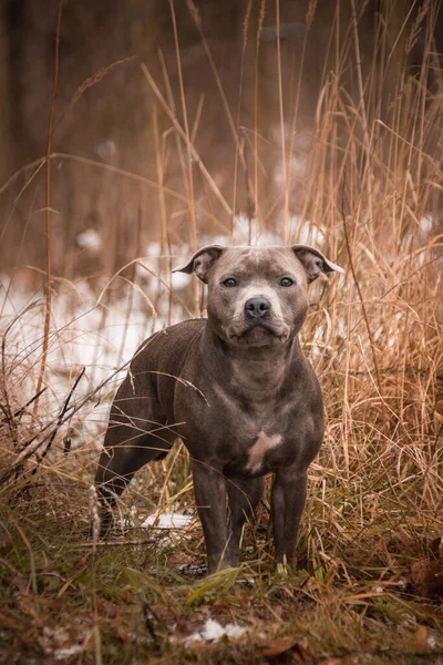 Staffordshire Bull Terrier Está Pie Caña Foto Tercer Photoworkshop Konopiste —  Fotos de Stock