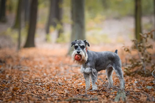 Portret Van Schnauzer Met Een Verbazingwekkende Achtergrond Geweldige Herfst Sfeer — Stockfoto