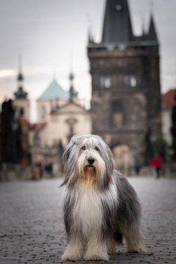 Sakallı çoban köpeği köprüde yatıyor. Prag 'ın merkezindeydi. Çok sabırlı bir model..