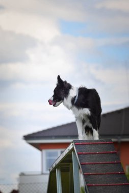 Çılgın siyah-beyaz sınır köpeği çeviklik parkında köpek gezintisinde koşuyor. Rekabet için yeni şeyler öğretiyor..