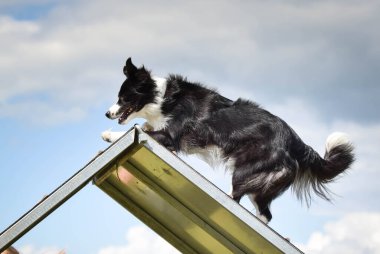Çılgın sınır çobanı çeviklik parkında koşuyor. Rekabet için yeni şeyler öğretiyor..