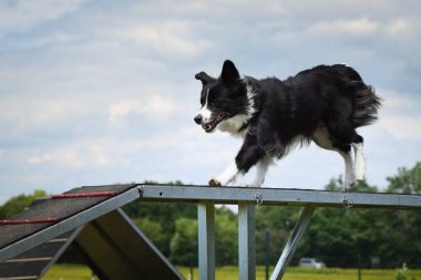 Çılgın siyah-beyaz sınır köpeği çeviklik parkında köpek gezintisinde koşuyor. Rekabet için yeni şeyler öğretiyor..