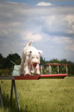 Harika, çılgın beyaz köpek testerede. Çeviklik konusunda inanılmaz bir köpek..