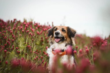 Siyah ve beyaz Bohem Benekli Köpek uzun yonca üzerinde oturuyor. Çok komik bir yüzü var.