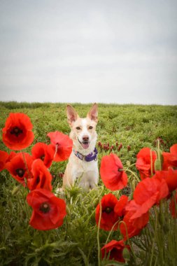 Afyon tohumunun içinde saklanan Jung White Dog 'un portresi. Çok tatlı.