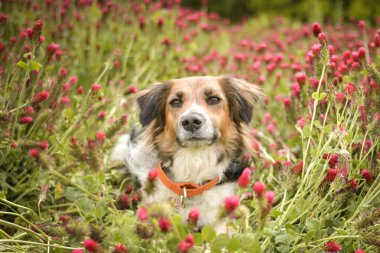 Siyah ve beyaz Bohem Benekli Köpek uzun yonca üzerinde oturuyor. Çok komik bir yüzü var.