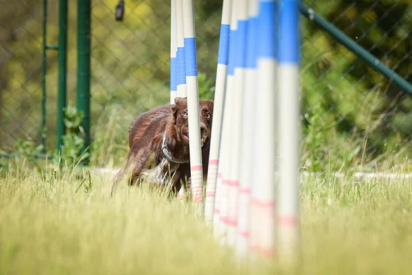 Brown Border Collie Agilidade Slalom Treinamento Privat Dia Incrível Com — Fotografia de Stock