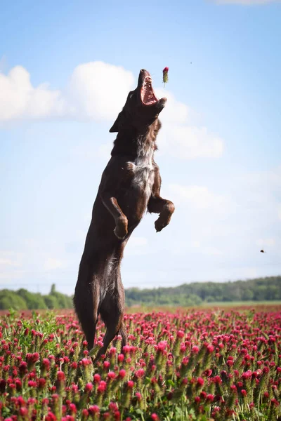 Crazy puppy of border collie is jumping in crimson clover. It was so tall so he must jump.