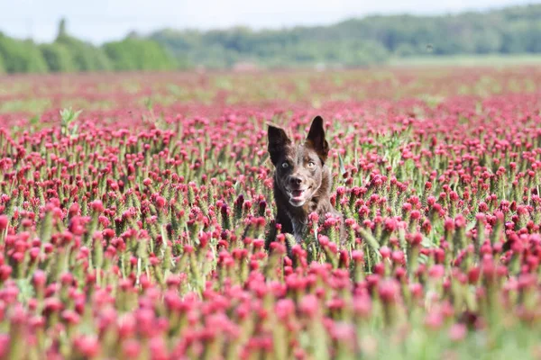 Felnőtt Határ Menti Collie Bíbor Lóherében Van Olyan Vicces Arca — Stock Fotó