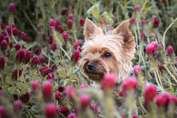 Yorkshire 'ın küçük köpeği kırmızı yoncada oturuyor. O kadar uzundu ki atlamak zorunda kaldı..