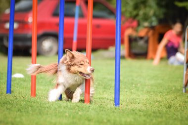 Redmerle border collie, Czech çeviklik yarışması slalom 'da koşuyor. Pesopark köpek parkında Prag çeviklik yarışması.