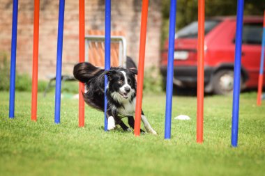 Ratenice yarışmasında siyahi ve beyaz ırk çobanı çeviklik slalom yapıyor. Czech çeviklik yarışmasında inanılmaz bir gündü Ratenice. Sadece büyük yarışmalar vardı..