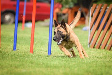 Belçika Malinois, Czech çeviklik yarışması slalom 'da yarışıyor. Czech çeviklik yarışmasında inanılmaz bir gündü Ratenice. Sadece büyük yarışmalar vardı..