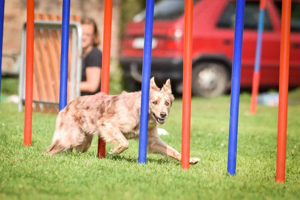 素敵な三色ボーダーコリーは チェコの敏捷性競争スラロームでスラロームを実行しています 犬は愛してる — ストック写真