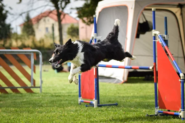 Tricolor Border Collie Αγώνα Ευκινησίας Στο Διαγωνισμό Ratenice Καταπληκτική Μέρα — Φωτογραφία Αρχείου