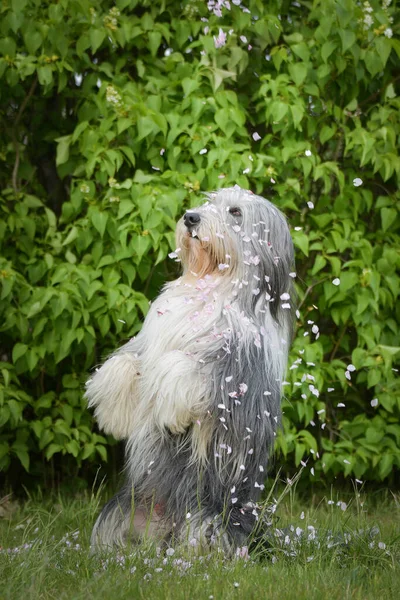 Collie Portatore Adulto Foglie Rosa Fiore Una Faccia Buffa — Foto Stock