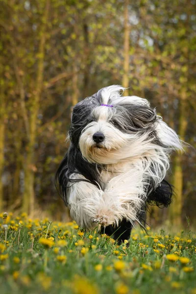 Baard Collie Loopt Paardebloemen Hij Geduldig — Stockfoto