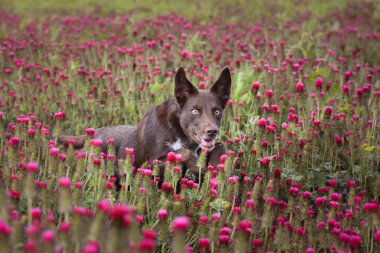 Yetişkin sınır köpeği Crimson Clover 'da. Çok komik bir yüzü var..