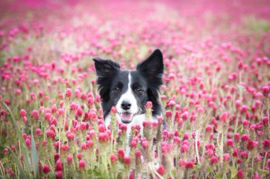 Yetişkin sınır köpeği Crimson Clover 'da. Çok komik bir yüzü var..