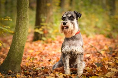 Schnauzer yolda oturuyor. Sonbaharda dışarıda çok mutlu..