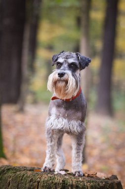 Schnauzer 'in portresi kütüğün üzerinde duruyor. Başka bir emir bekliyor. Ve çok tatlı..