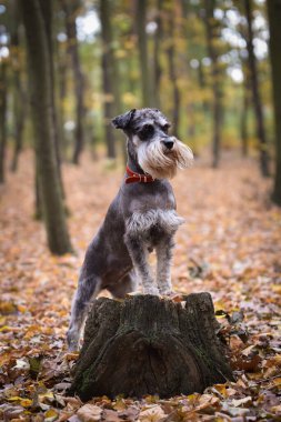 Schnauzer 'in portresi kütüğün üzerinde duruyor. Başka bir emir bekliyor. Ve çok tatlı..
