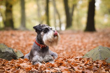 Schnauzer doğada yapraklarla birlikte yatıyor. Çok tatlı bir köpek..