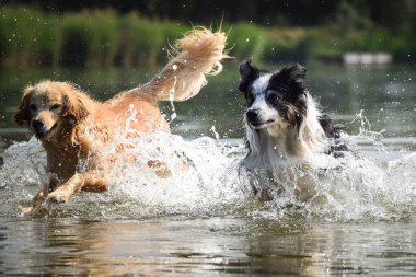Sınırdaki üç renkli çoban köpeği suya atlıyor. O gerçekten iyi bir yüzücü..