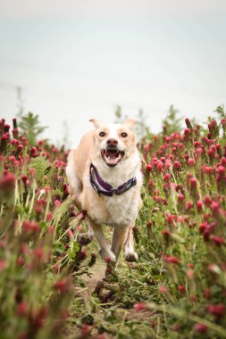 Jung beyaz köpeği uzun yoncayla koşuyor. Çok komik bir yüzü var.