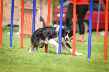 Czech çeviklik yarışmasında slalom koşan sevimli üç renkli Border collie. Köpekler bayılır.!