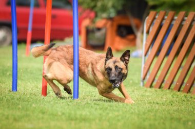 Belçika Malinois, Czech çeviklik yarışması slalom 'da yarışıyor. Czech çeviklik yarışmasında inanılmaz bir gündü Ratenice. Sadece büyük yarışmalar vardı..