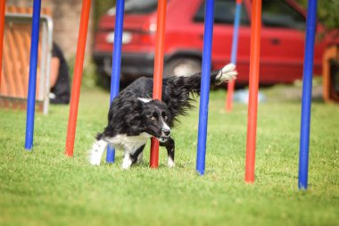 Çeviklik slalom ve sınır collie. Black and White Border collie, Czech çeviklik yarışında yarışıyor. Köpek parkı Ratenice 'de çeviklik yarışması