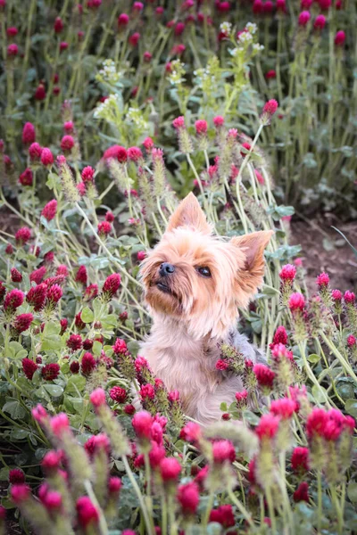 ヨークシャーの小さな犬が真紅のクローバーに座っています 背が高かったので彼はジャンプしなければならない — ストック写真