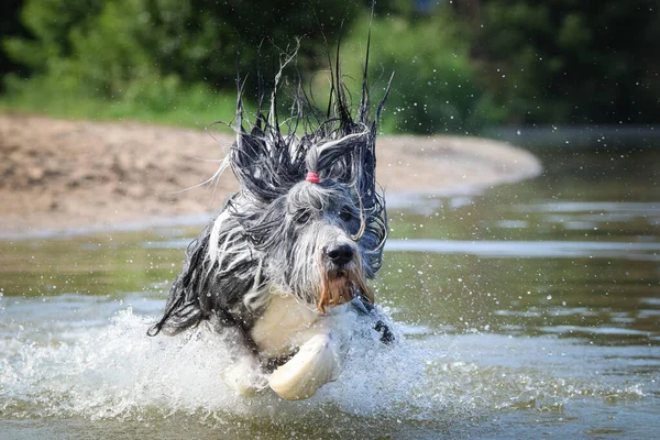 Bearded collie is jumping in the water. He wants ball in water.
