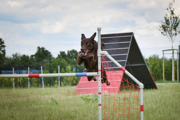 Brown Border Collie Sta Saltando Gli Ostacoli Incredibile Giornata Sulla — Foto Stock