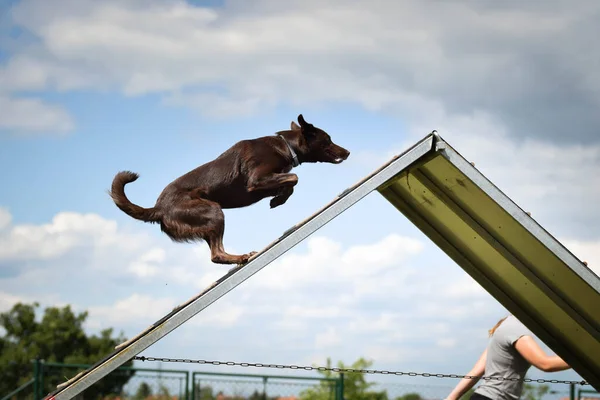 Pazzo Confine Collie Esecuzione Agility Park Insegna Cose Nuove Competizione — Foto Stock