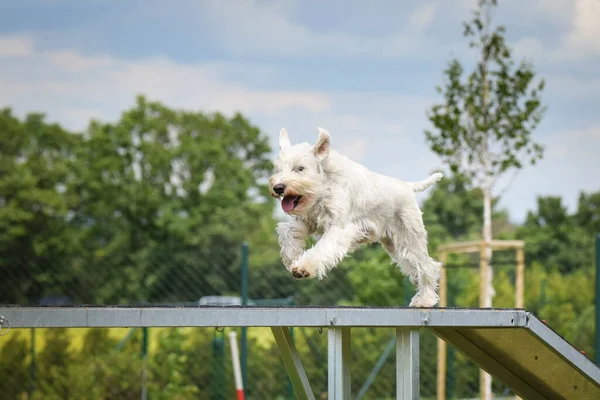 Galna Vita Hunden Springer Agility Park Hundpromenad Hon Lär Nya — Stockfoto
