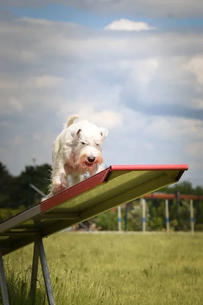 Удивительная Сумасшедшая Белая Собака Бензопиле Невероятно Ловкая Собака — стоковое фото