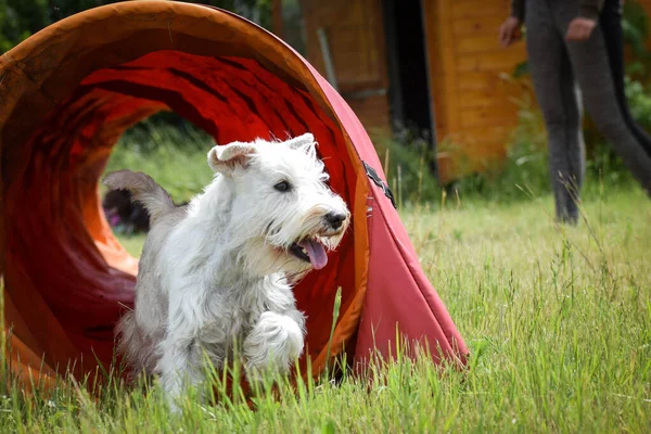 Amazing, crazy white dog is running in agility tunnel. She is so incredible dog on agility.