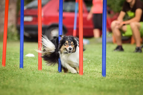 Tricolor Gränsen Collie Smidighet Slalom Ratenice Konkurrens Fantastisk Dag Tjeckisk — Stockfoto