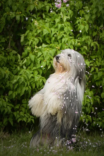 Yetişkin Sakallı Çoban Köpeği Pembe Çiçek Yaprakları Içinde Çok Komik — Stok fotoğraf