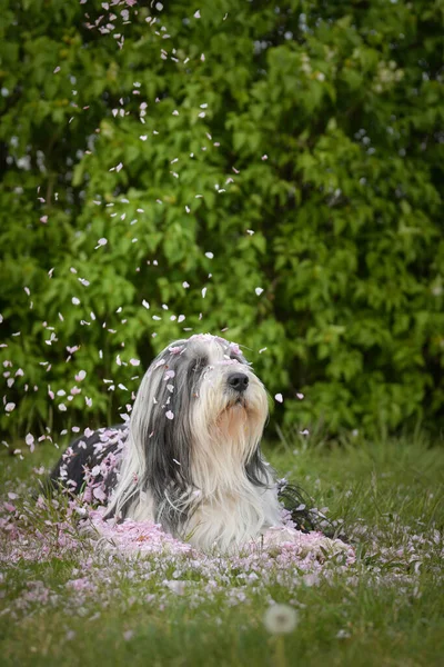 Bearded Collie Lying Pink Flower Patient Model Lovely Dog — Stock Photo, Image